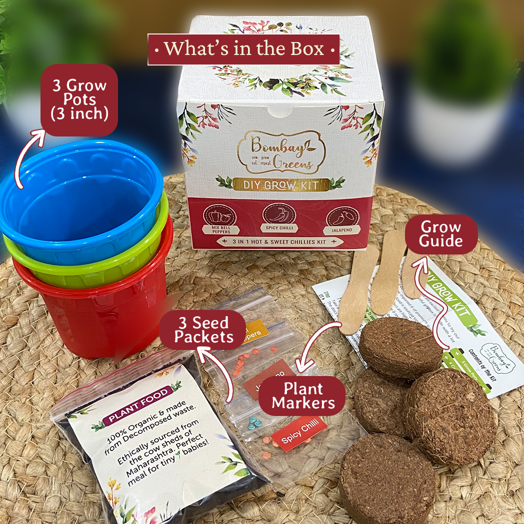 Bombay Greens Chillies Kit – Grow Spicy Green, Jalapeno, Bell Peppers