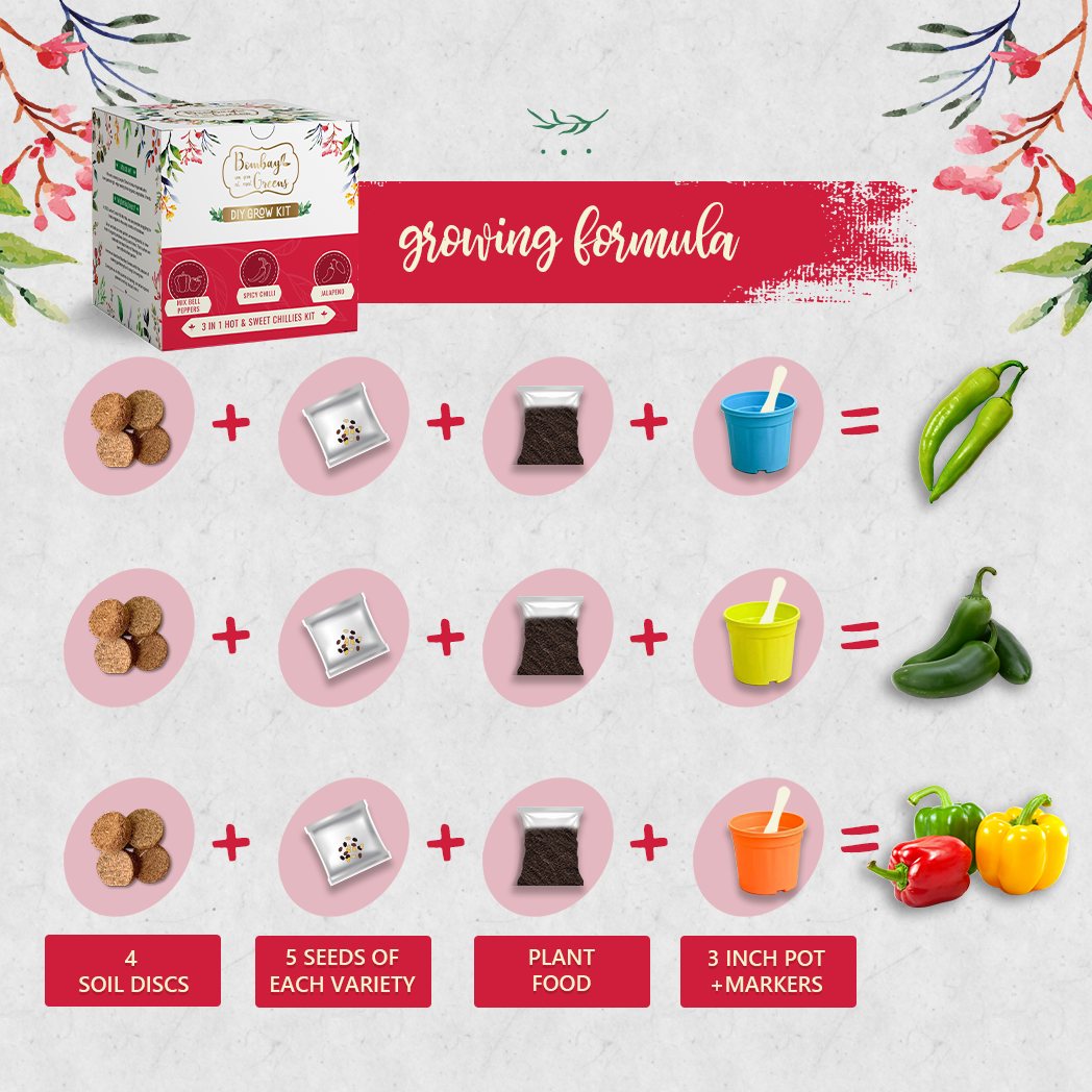 Bombay Greens Chillies Kit – Grow Spicy Green, Jalapeno, Bell Peppers