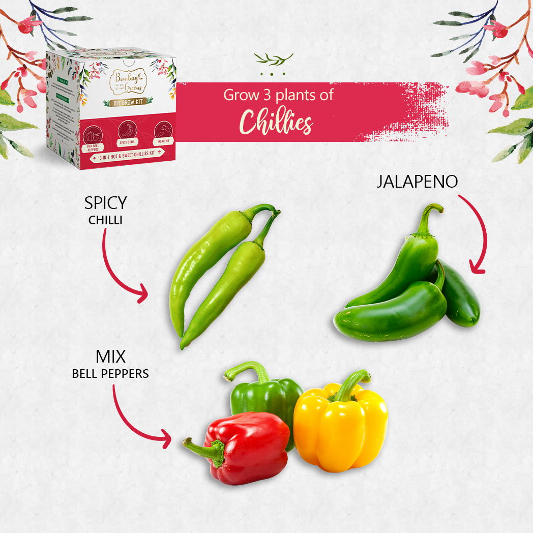 Bombay Greens Chillies Kit – Grow Spicy Green, Jalapeno, Bell Peppers