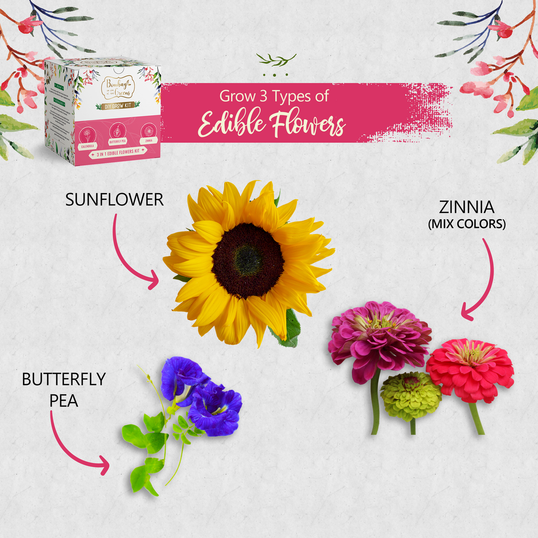Bombay Greens Edible Flowers Kit - Sunflower, Zinnia, Butterfly Pea