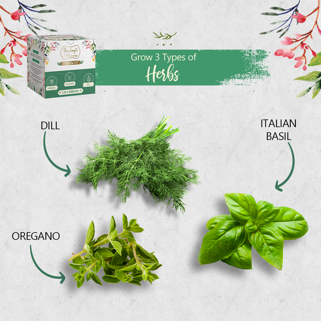 Bombay Greens Herbs Kit - Italian Basil, Dill, Oregano