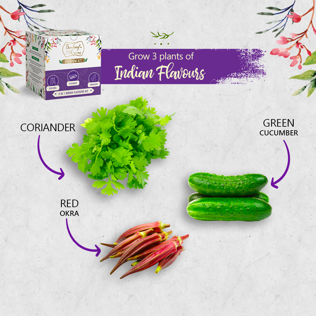 Bombay Greens Flavours of India Kit - Red Okra, Cucumber, Coriander