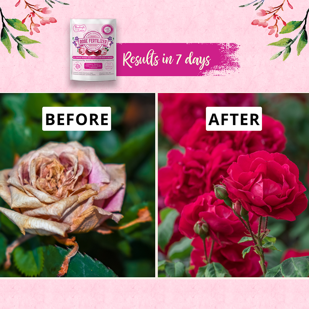 Bombay Greens Liquid Organic Fertilizer for Roses & Orchids - 200 Grams