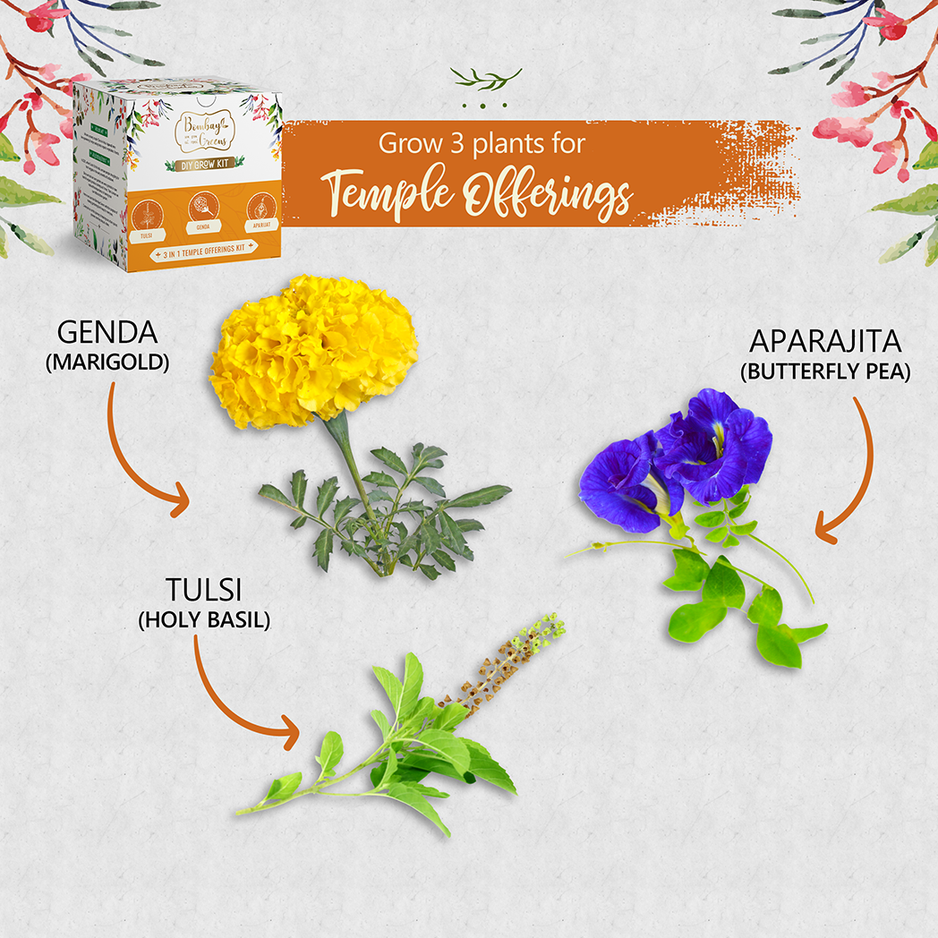 Bombay Greens Temple Offerings Kit - Tulsi, Genda, Aparajita