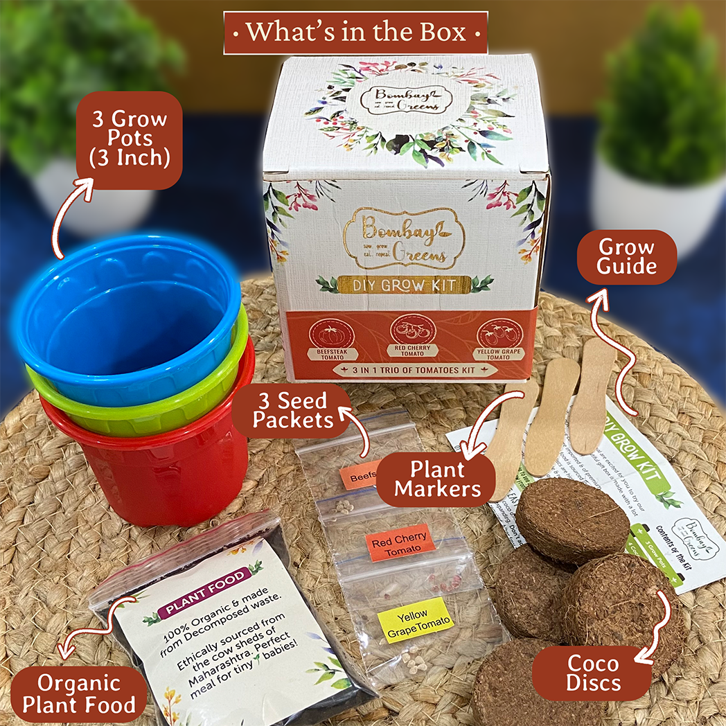Bombay Greens Tomato Kit – Grow Beefsteak, Red Cherry, Yellow Grape