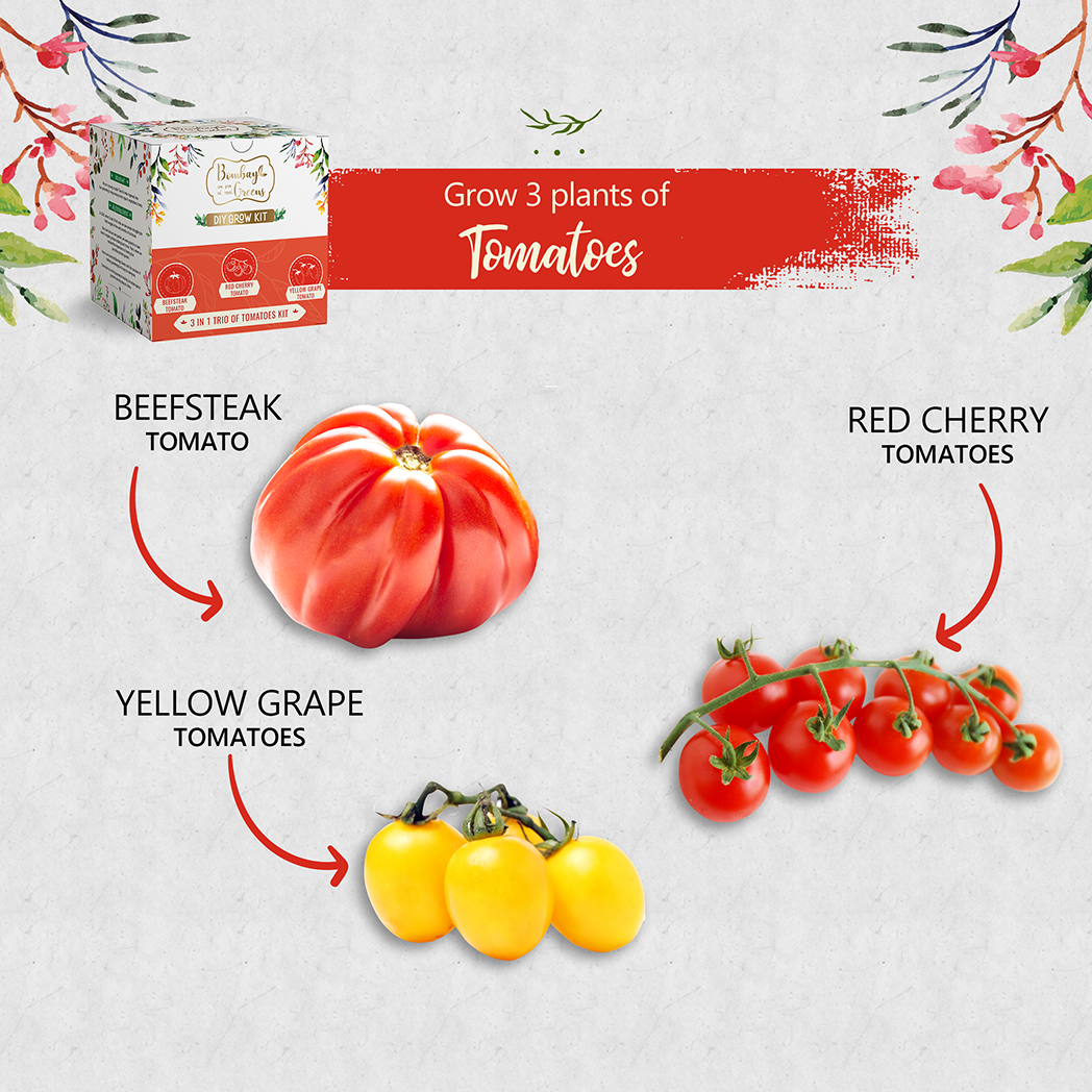 Bombay Greens Tomato Kit – Grow Beefsteak, Red Cherry, Yellow Grape
