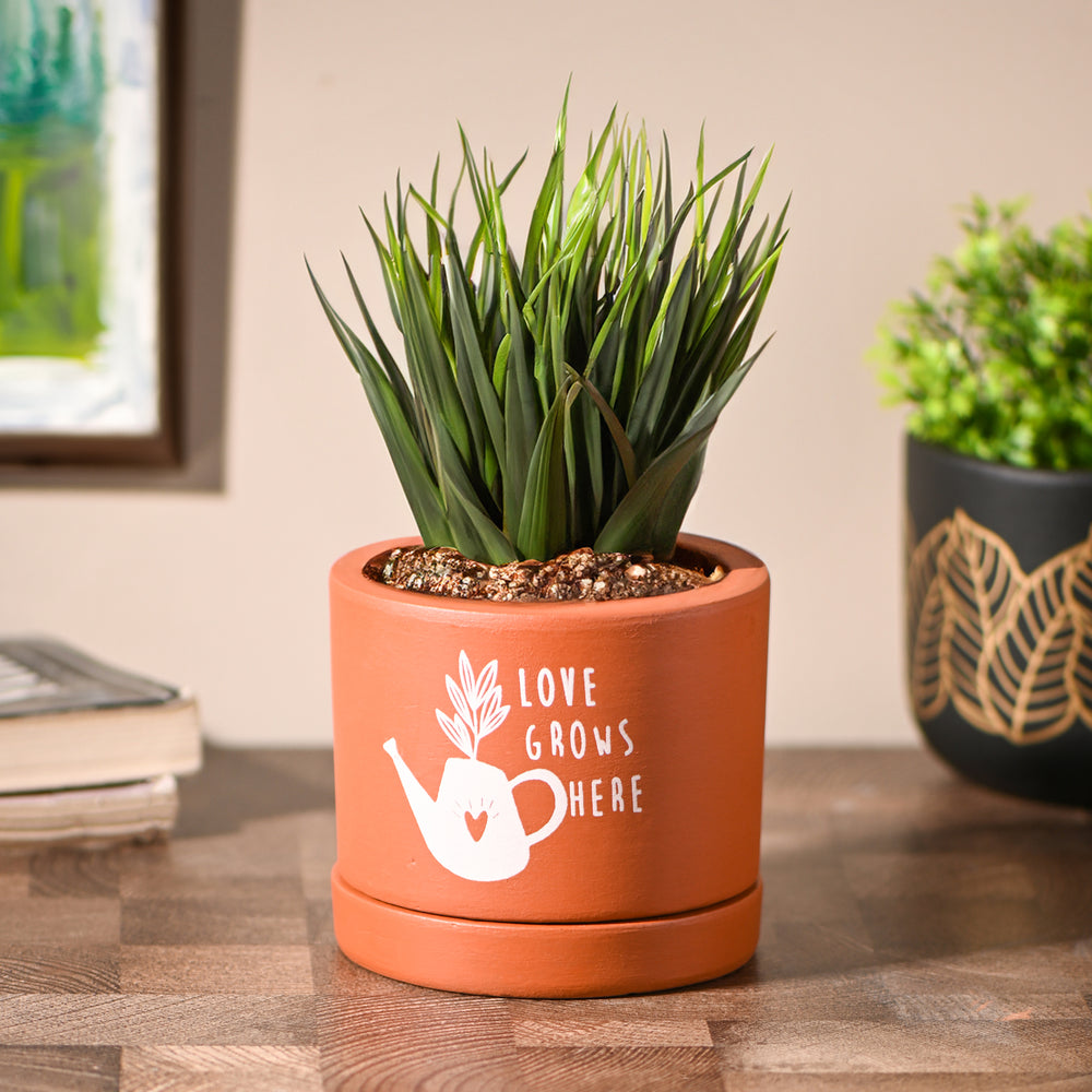 Love Grows here small Room/Table Planter with Tray | Handcrafted Terracotta Planter