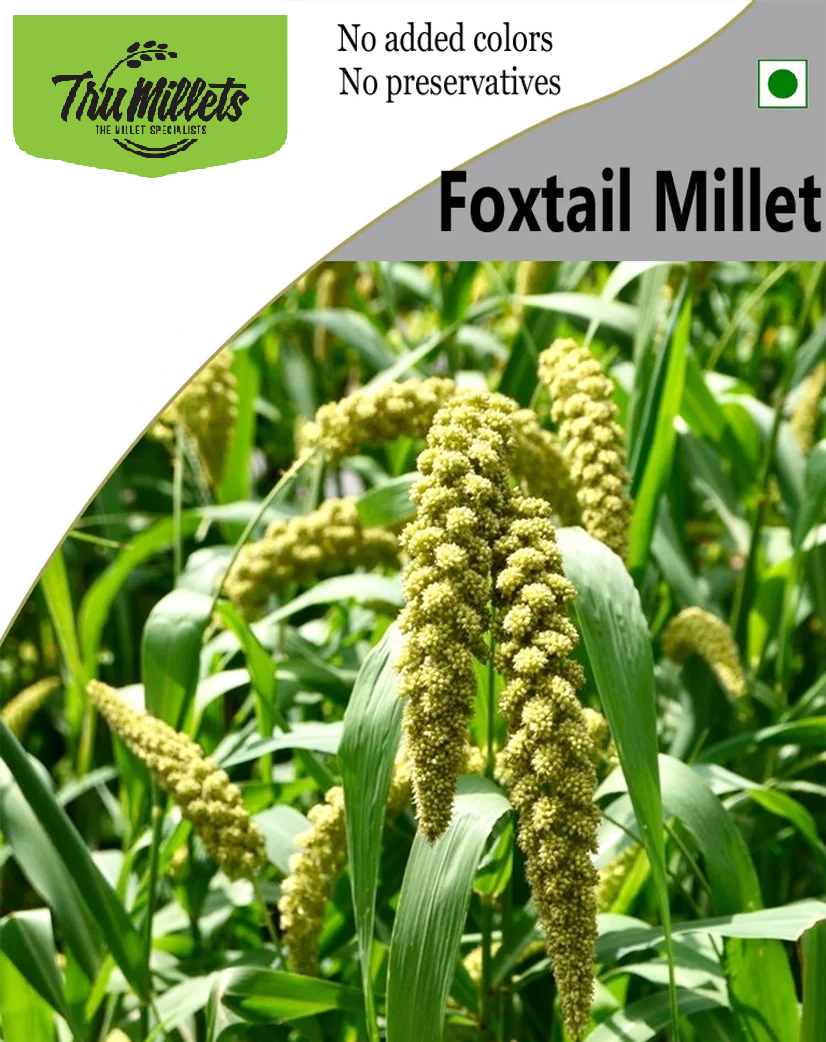 Trumillets FOXTAIL MILLET ,500 gm (Pack of 1)