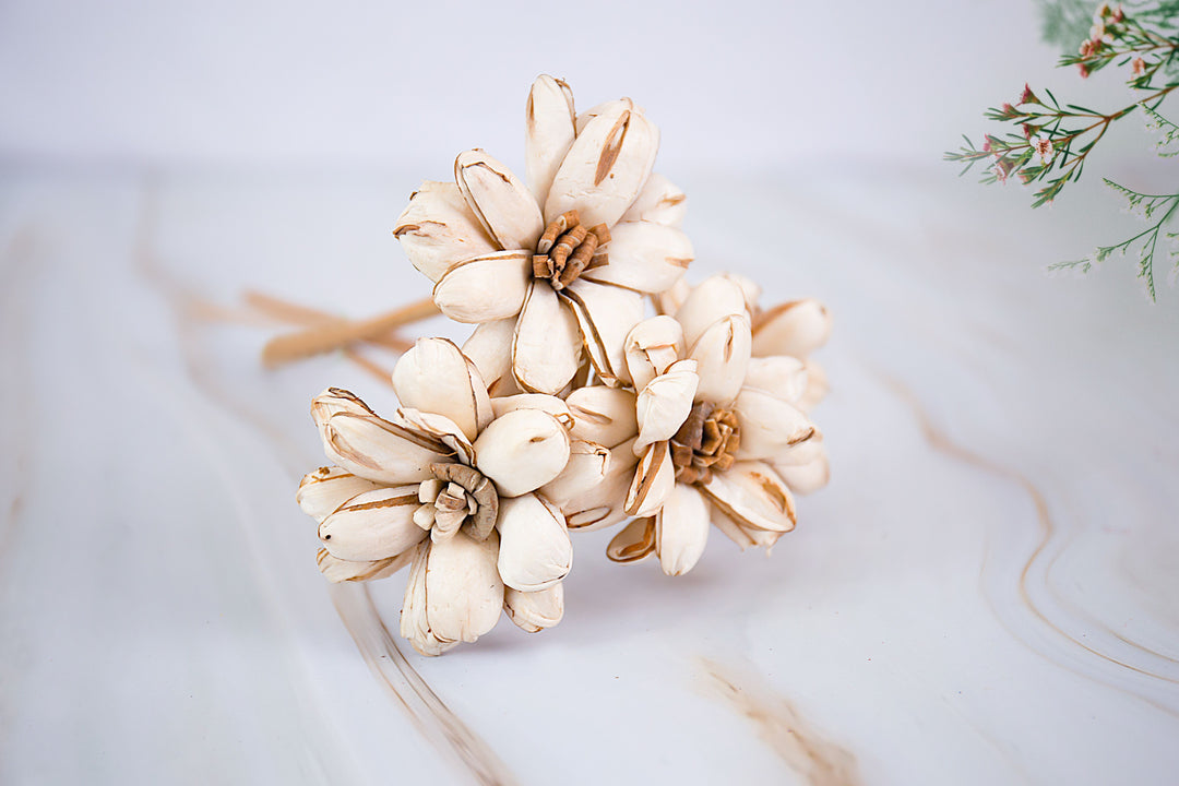 Shola Sufala Lotus- Bunch of 5