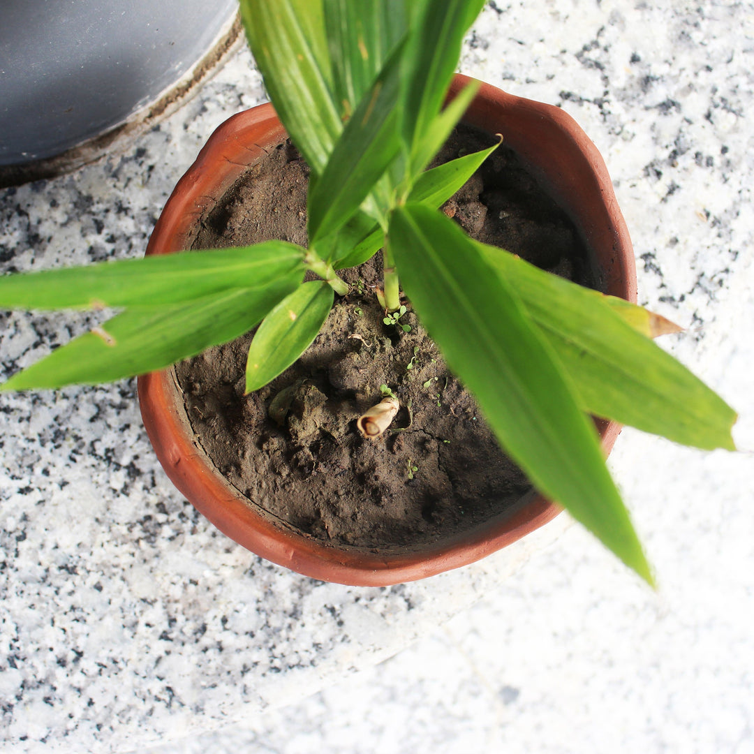 WAVY : Jute Textured Terracotta Planter - Suspire