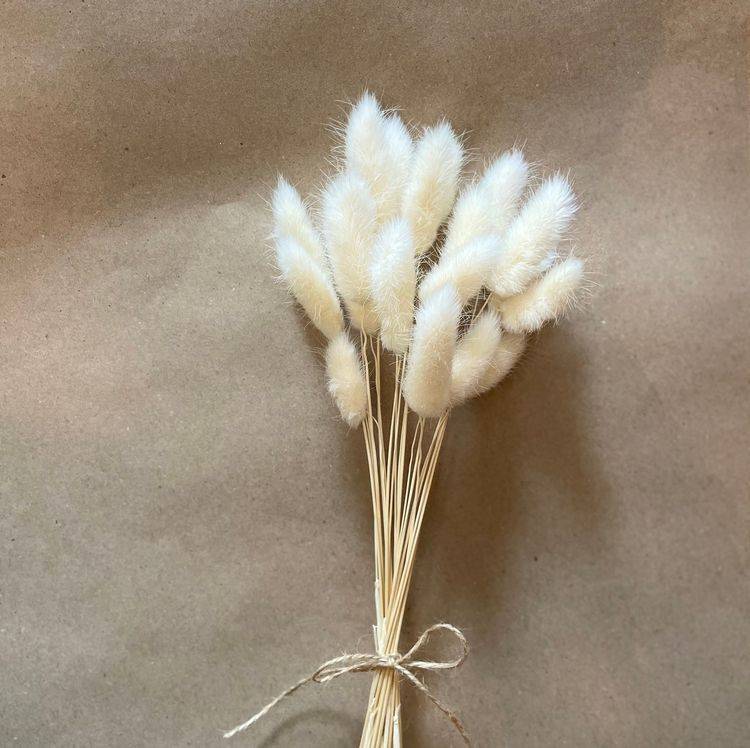 White Bunny Tails Dried Flowers| 40 Stems | ArteCasa