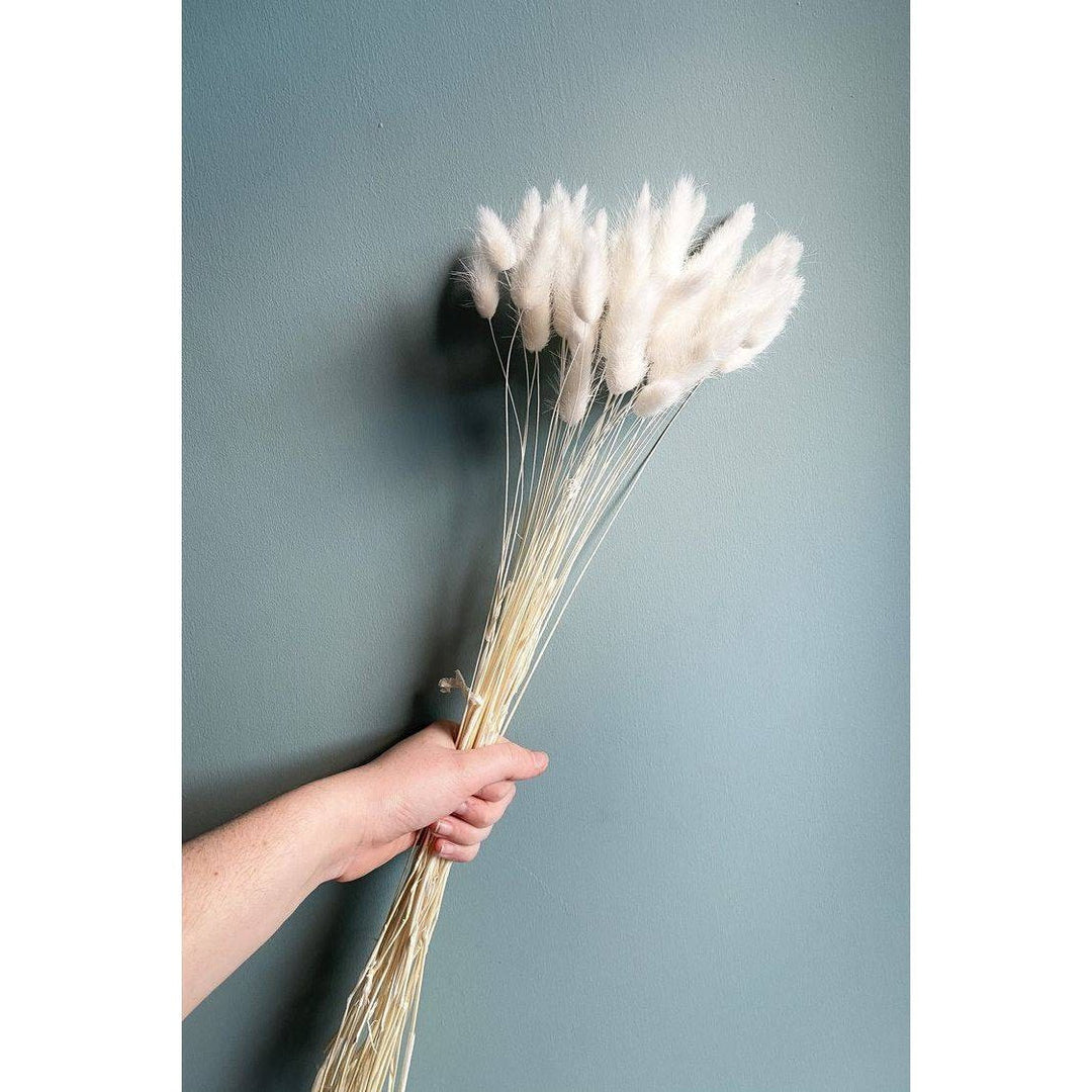 White Bunny Tails Dried Flowers| 40 Stems | ArteCasa