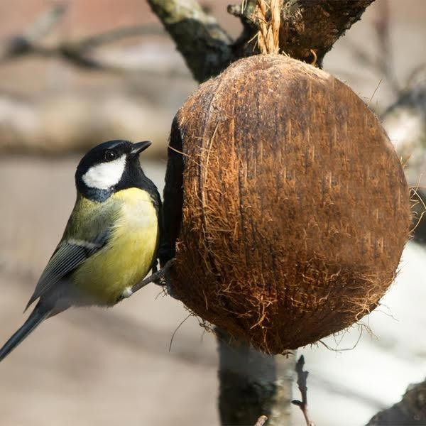 Bird Feeder | Coconut Shell Bird House with Hanging Rope