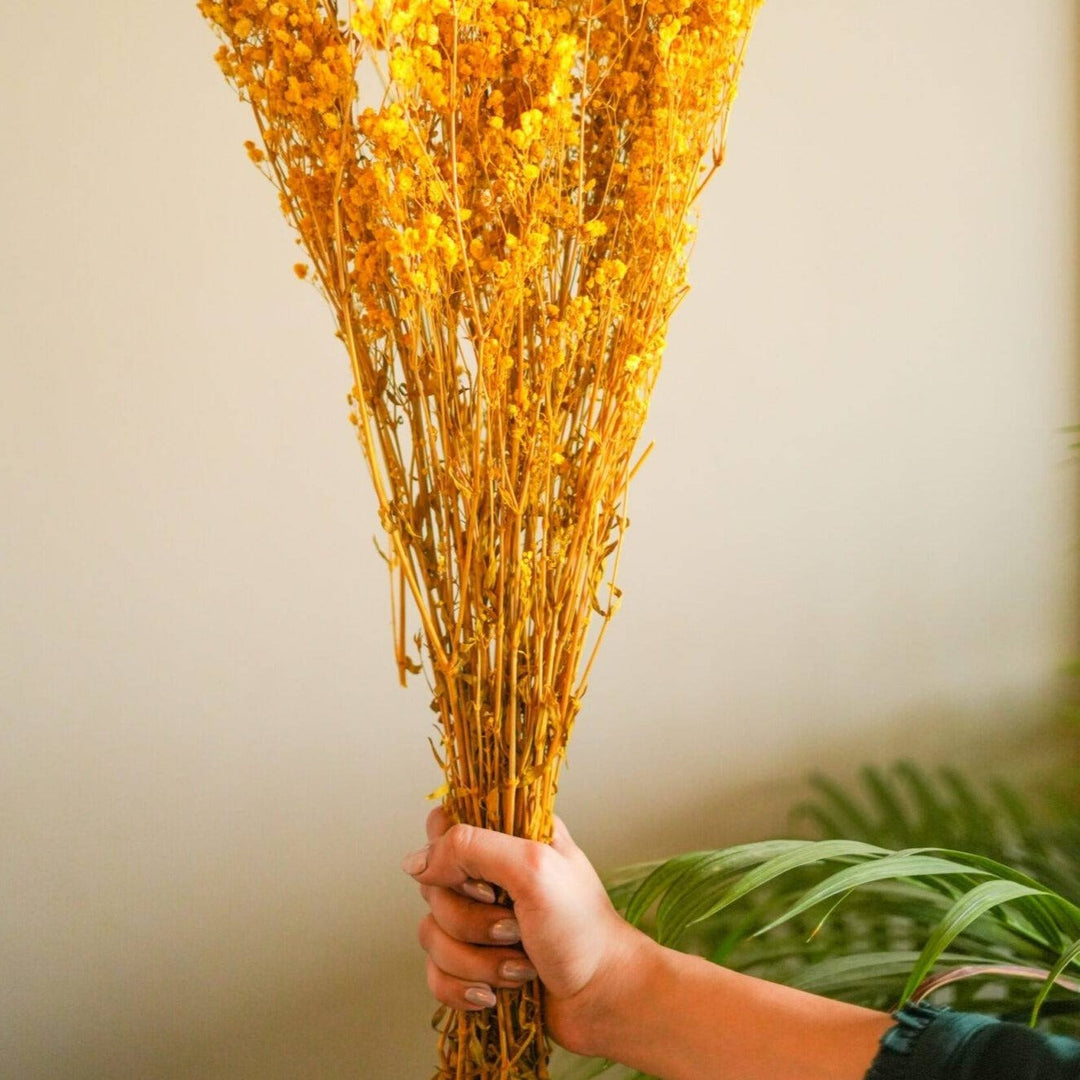 Yellow Baby’s Breath Dried Flowers | Natural Gypsophila Bouquet for Vase Decor