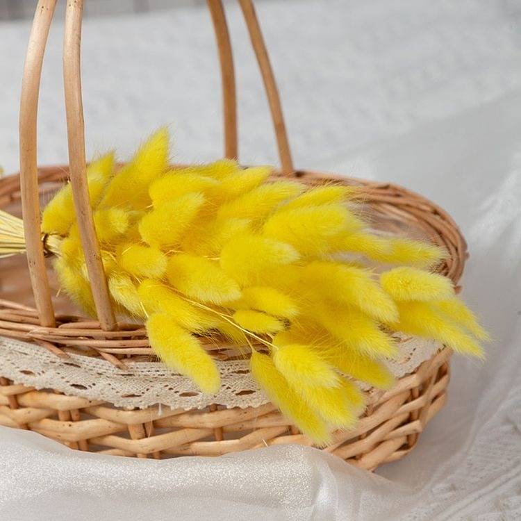 Yellow Bunny Tails Dried Flowers